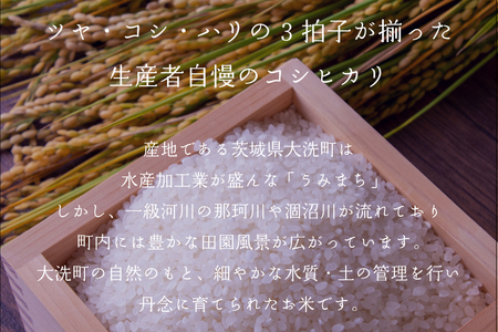 【令和6年産】茨城県産 コシヒカリ 5kg 米 お米 精米 白米 コメ ごはん 産地直送 国産 茨城 大洗町産 大洗町_EP001