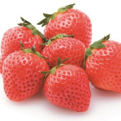 【ふるさと納税】いちご「さぬきひめ」約250g×2パック 果物類 苺 イチゴ 　お届け：2025年12月上旬～2026年1月下旬