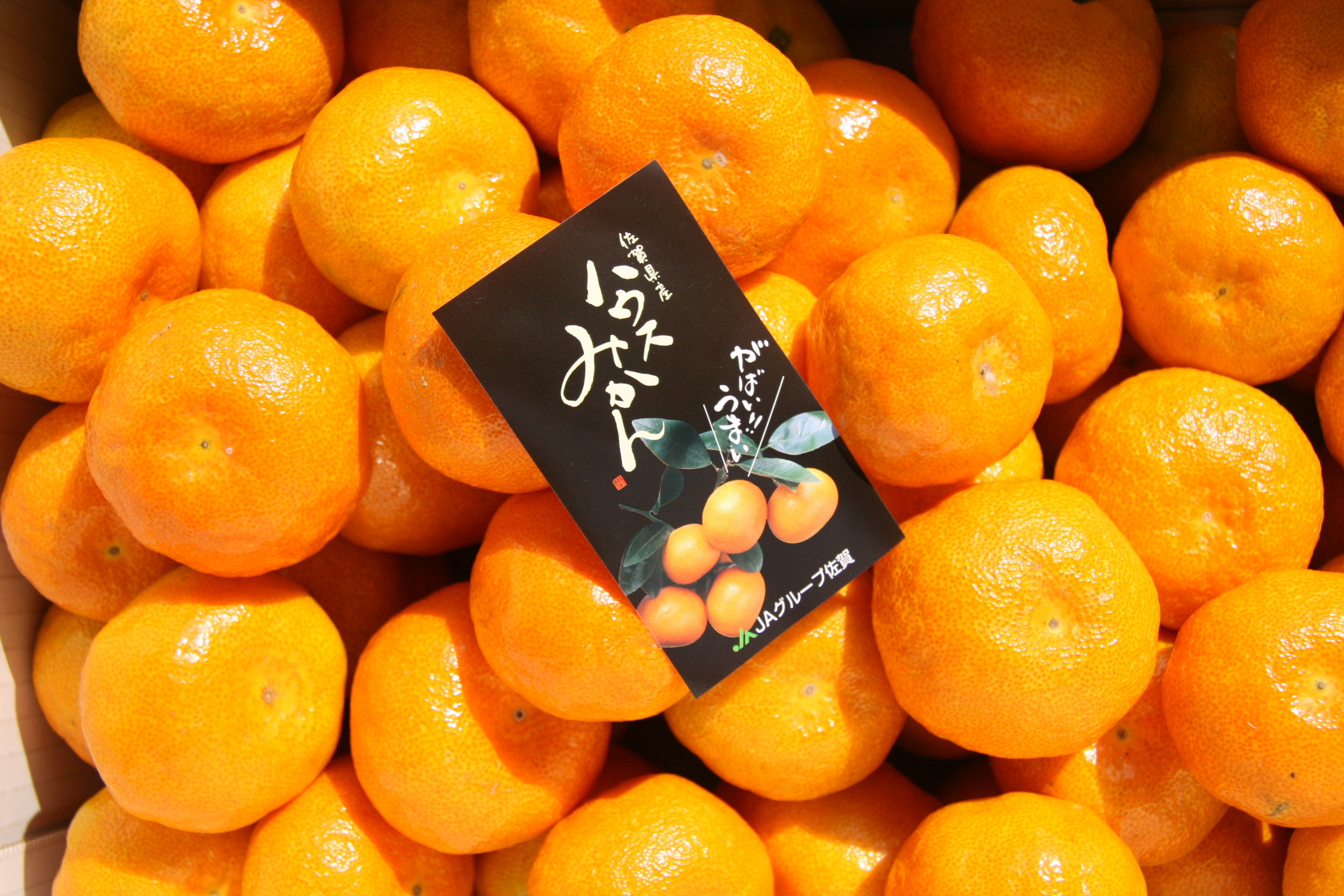 ミカン オレンジ オレンジジュース 人気 おすすめ 好評 ランキング