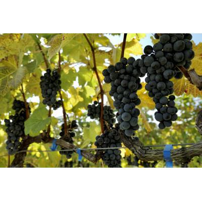 ふるさと納税 小諸市 日本ワイン ソラリス 小諸 メルロー ワインセット 750ml×6本 赤ワイン |  | 01