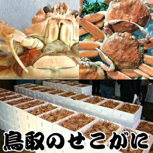 【魚倉】不揃いサイズ　訳あり1ｋｇセット　セコガニ（親ガニ、せいこがに） ボイル セコガニ 親ガニ せいこがに 訳あり セコガニ 親ガニ せいこがに 訳あり セコガニ 親ガニ せいこがに 訳あり セコ