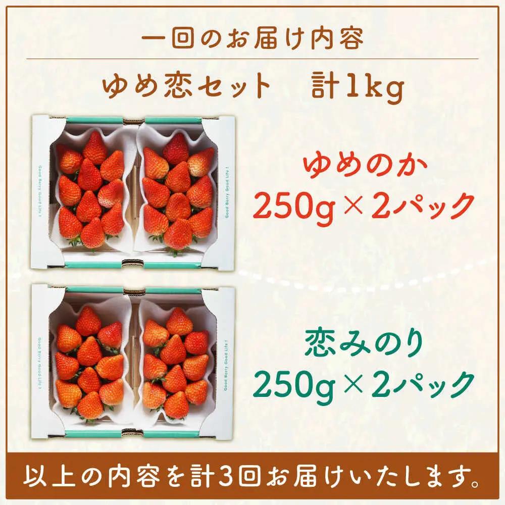 【全3回定期便】【先行予約】いちご イチゴ 苺 ゆめのか 恋みのり 計 1kg「ゆめ恋セット」 （250g × 4パック）【2027年2月以降順次発送】《壱岐市》【蒼花】 [JEO003] 45000