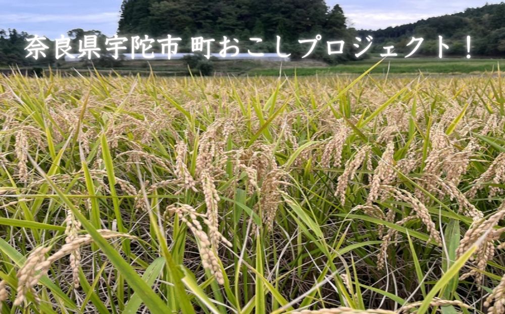 純米大吟醸　KASAMA　720ml 宇陀市産吟のさと使用 （常温便）/ うし源 日本酒 送料無料 ギフト 地酒 お酒 お祝い お取り寄せ 贈り物 奈良県 宇陀市 ふるさと納税 正月
