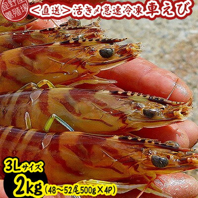 【ふるさと納税】【養殖場から直送】活き〆急速冷凍車えび　3Lサイズ　約2kg（48～52尾/500g×4P） 車海老 海鮮 魚介類 海産物 シーフード お取り寄せ 美味 料理 クルマエビ くるまえび 塩焼き フライ 天丼 お刺身 フリット 蝦 ゆで 送料無料 沖縄県産 送料無料