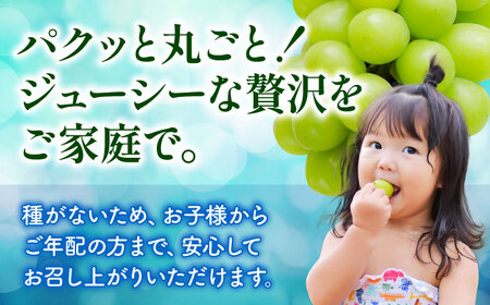 先行予約 訳ありこだわりのシャインマスカット約600gぶどう葡萄シャインマスカットZFO008