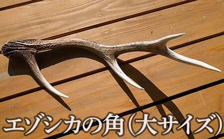 エゾシカの角（大サイズ）１本 FKB008