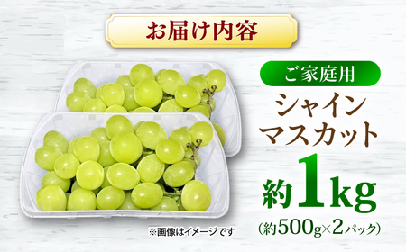 【先行予約】【9月中旬から9月末に順次発送】【訳あり】シャインマスカット 約1kg（約500g×2パック）露地栽培 シャインマスカット マスカット 果物 フルーツ 葡萄 ぶどう 三次市/西田ぶどう園[