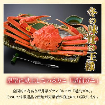 ふるさと納税 小浜市 【加福鮮魚】「若狭小浜港産地直送」　越前ガニ(ズワイガニ)ボイル1杯 |  | 01