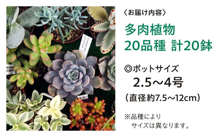 多肉植物 20品種20鉢セット 植物 セット 初心者 育てやすい 多肉植物 三次市/園芸王国パスタイム[APCJ002]
