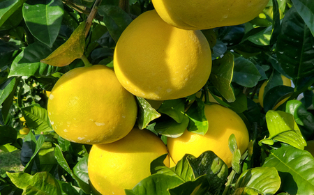 山慶果樹園 土佐文旦 10kg （贈答用） 文旦