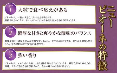 岡山県産 ニューピオーネ 1房 約700g 【2025年8月上旬～10月上旬迄発送予定】 岡山 ピオーネ 種無し 種なし 果物 くだもの フルーツ ぶどう ブドウ 葡萄