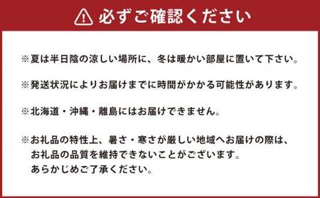 【2024年3月上旬発送開始】たんぼのラン屋さん 胡蝶蘭 3本立白大輪