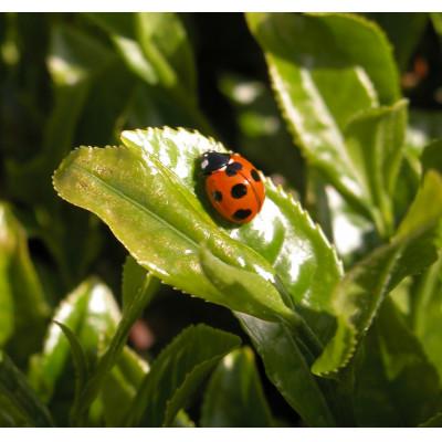 ふるさと納税 藤枝市 有機茶 JASオーガニック 飲み比べ セット　100g　5種類　10袋　1kg |  | 03
