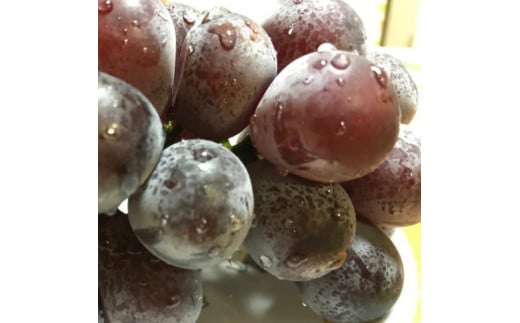 和歌山のピオーネ 約2.5kg(3～5房) 【2025年8月下旬～9月下旬頃発送予定】 | 先行予約 ぶどう 葡萄 果物 フルーツ 甘い【MS102】