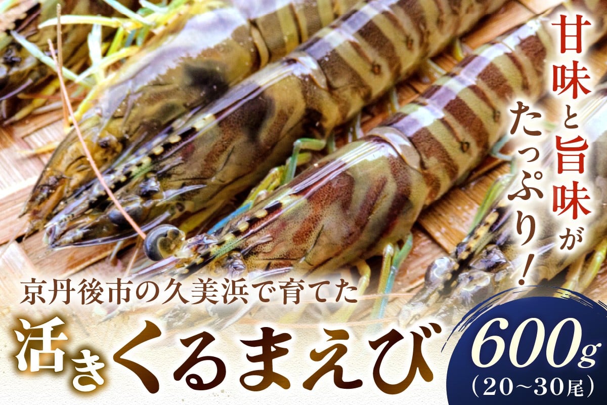 
            【11月～発送】旬の味覚！丹後の活きくるまえび 600g（20～30尾）　正規品 国産 車海老 車エビ クルマエビ 魚介類 甲殻類 海の幸 エビチリ エビフライ 焼きえび 焼きエビ 焼き海老 贈り物 お祝い いきたまま 活きたまま 活車えび 活車海老 BBQ 刺身 旬 生　MN00061
          