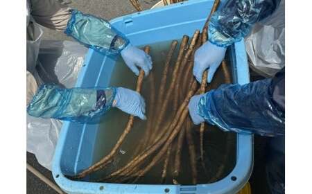 乾燥ごぼう 「お手軽ごぼうくん」 32g×4袋 料理 作業所きらり