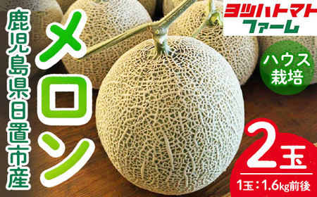 No.1196 ＜先行予約受付中！2025年9月中旬までに発送予定！＞ハウスメロン(2玉・計3.2kg前後) 国産 九州産 メロン フルーツ 先行予約 予約 産地直送【ヨツハトマトファーム】