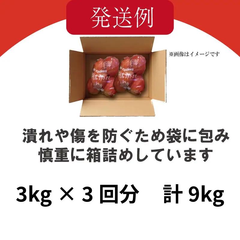 【2027年2月~発送】定期便 3回 トマト 3kg とまと  桃太郎トマト 野菜 果物 やさい 産地直送 農家直送