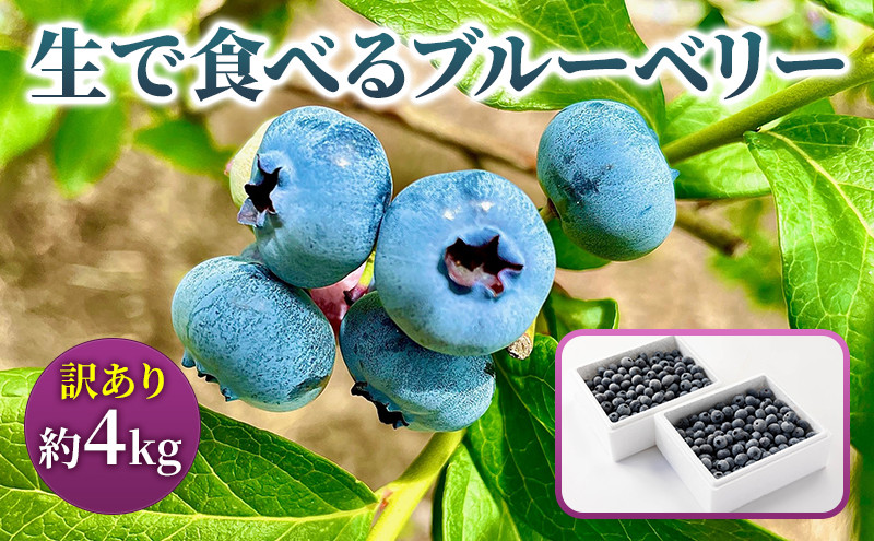 
            訳あり 生で食べる ブルーベリー 4kg 果物 くだもの フルーツ 旬の果物 旬のフルーツ 季節の果物 季節のフルーツ 生ブルーベリー 訳アリ 岩手 岩手県 盛岡市
          