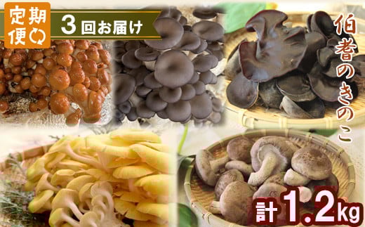 【3回定期便】オーガニックきのこ 5種 定期便【きのこセット きのこ 定期便 しいたけ なめこ きくらげ ひらたけ たもぎ茸 詰め合わせ 茸 キノコ 鳥取県産】