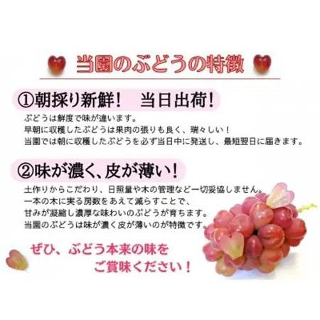 【2026年先行受付】お試しフルーツ王国岡山シャインマスカット1.2kg以上!　朝採れぶどう2～3房【配送不可地域：離島】【1633322】