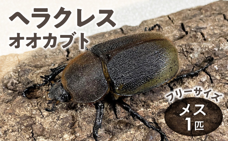 
            【ヘラクレスオオカブト】メス1匹（フリーサイズ）_ヘラクレスオオカブト メス 1匹 サイズフリー 養殖工房 累代飼育 自家製 オリジナルマット 産卵 幼虫 管理 成虫 ヘラクレス オオカブト コガネムシ科 カブトムシ 甲虫 昆虫 生体 飼育 観察 鑑賞 生き物 生物 お取り寄せ 福岡県 久留米市 送料無料_Pb004
          