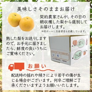 【予約受付】新興 5kg 7～12玉 しろいの梨 日持ちする梨 おすすめ 美味しい シャキシャキ食感