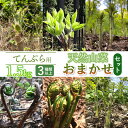 【ふるさと納税】【 2025年 令和7年産 先行予約】天ぷら用　天然山菜おまかせセット 1.5kg（3種類以上）　わかば屋