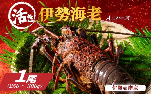 活き 伊勢海老 Ａコース 1尾 約250～300g 山金商店 地物 伊勢 伊勢えび 高級 鮮魚 焼き物 汁物 海鮮 特産 海の幸 魚介 イセエビ 海老 えび 三重県 南伊勢町 伊勢志摩産 伊勢志摩