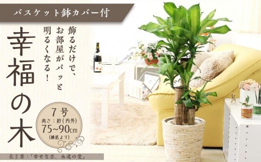 
            【観葉植物】幸福の木 7号 ホワイトバスケット鉢カバー 高さ：約75cm～90cm内外(鉢底より) 土の表面：ウッドチップ【観葉植物 植物 鉢付 インテリア 部屋 室内 オフィス 癒し エコ グリーン マイナスイオン リラックス オシャレ おしゃれ ギフト プレゼント 贈り物 人気 おすすめ  福岡県筑前町 送料無料 AG001】
          