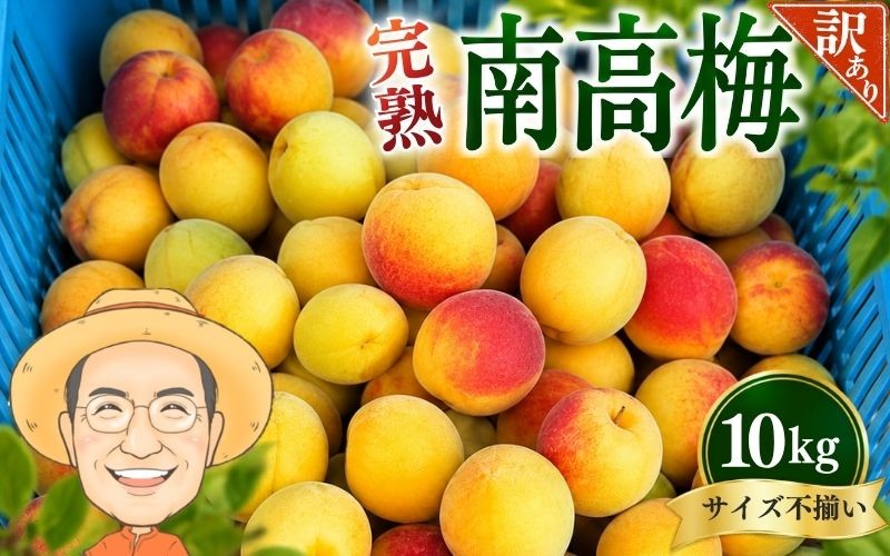 
                  【訳あり・ご家庭用】完熟 南高梅 約10kg (＋補償100g) サイズ不揃い カキエモン農園 【2027年6月中旬～6月下旬頃順次発送】 和歌山産 梅干し 梅酒 梅シロップ 果実 うめ 梅 ウメ カキエモン 農園 送料無料 なんこううめ なんこうばい なんこう梅 加工用 家庭用 紀州【BX-kkem020A】
                