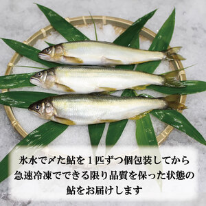 すだち鮎 あゆ 1kg 冷凍 あゆ