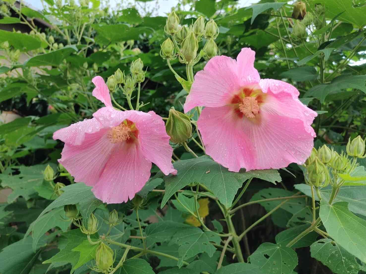 【7-11　岩川芙蓉会】
夜空に消えた青春　沖縄出撃　～史実の継承を～