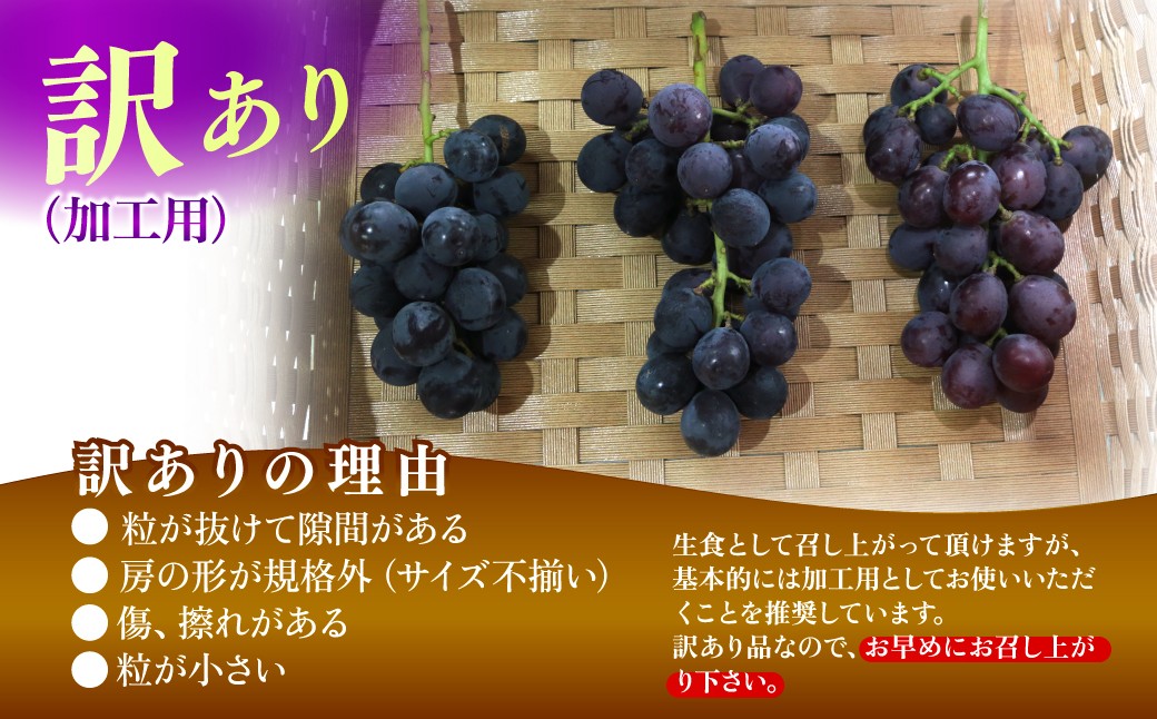 ぶどう 巨峰 葡萄 グレープ 果物 フルーツ 甘い おいしい 旬