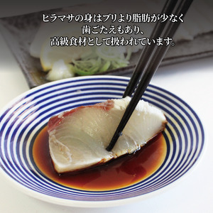 【2024年11月上旬から発送】活じめ！神経抜き！ひらまさフィレ半身1枚（約0.9～1.3㎏） | 鮮魚 刺身 お刺身 お刺し身 魚介 海の幸 冷蔵 ひらまさ ヒラマサ 愛媛県 松山市 【KHN010