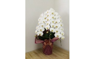 99 胡蝶蘭　3本立(A99-2)