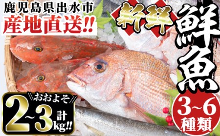 i580 出水の鮮魚おためしBOX(約2～3kg程度・3～6種類)【出水はやし】