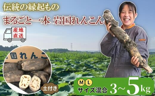 
            由美屋特選！ 岩国産 れんこん 選べる! 3~5kg 土付き【有限会社 由美屋】
          