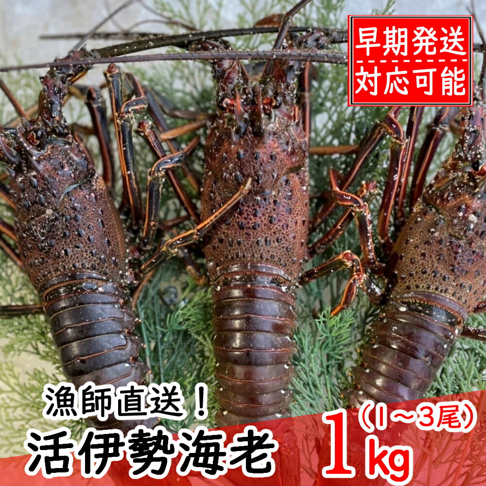 【ふるさと納税】 【漁師直送】 活伊勢海老1kg〈お刺身・お鍋などにおすすめ〉 天然 国産 魚介 海鮮 惣菜 送料無料 ＜ii005＞