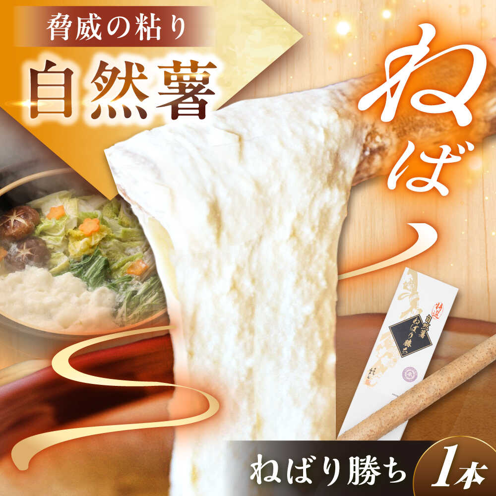 【ふるさと納税】【伊勢神宮外宮奉納】 自然薯『ねばり勝ち』 1本入 / 自然薯 じねんじょ とろろ 山芋 やまいも 簡単 健康 レシピ 栄養 効果アレンジ お取り寄せ 自然薯 とろろ 山芋 やまいも ごはん ご飯 岐阜県産 恵那市産 産地直送 /恵那市/水戸屋[AUFZ007]