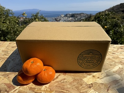 東伊豆・佐藤農園の青島みかん　家庭用5kg（Mサイズ～3Lサイズ） 1327 ／ 佐藤農園 果物 フルーツ 農家直送 静岡県 東伊豆町