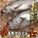 【ふるさと納税】天然 クログチ (約2kg・計2-4本) 直送 産直 漁師 魚 鮮魚 天然 クログチ カマガリ 釜借 白身魚 獲れたて 刺身 煮つけ 塩焼き 冷蔵 豊後水道 鮮魚 大分県 佐伯市 豊後水道 鮮魚 愛海の恵み【CS09】【 (有)丸昌水産】