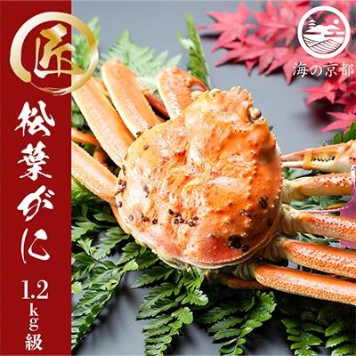 ふるさと納税 宮津市 茹で松葉蟹　特々大　1杯　(1,200g級)