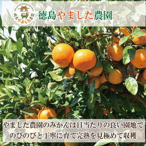 【2025年9月順次発送】 極早生みかん5kg  みかん 温州みかん 極早生 早生 完熟 柑橘 果物 フルーツ 国産 新鮮 【北海道、東北、離島、沖縄配送不可】