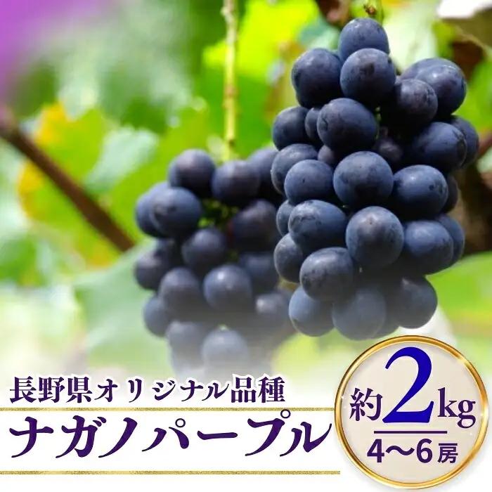 ナガノパープル 約2kg ※最低1.8kg以上（4~6房）| ナガノパープル