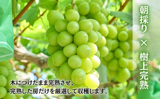 ＜2026年発送分　先行予約受付中！！＞ 厳選朝採りシャインマスカット 約1.6～2.0kg（2～3房）シャインマスカット　ぶどう詰め合わせ ぶどう ブドウ 果物 フルーツ 田中ぶどう園 大阪 河内長