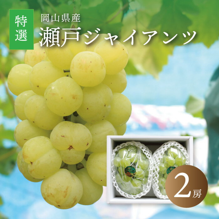 【ふるさと納税】真庭市産 瀬戸ジャイアンツ 特選大房 2房 / 【2025年9月中旬以降発送予定】 数量限定 ぶどう 贈答用 岡山 真庭 葡萄 ブドウ 果物 フルーツ ギフト 産地直送 桃太郎ぶどう 人気 厳選 種なし 大粒 スイーツ【配送不可地域：北海道・沖縄県・離島】【seto06】