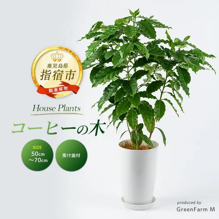 【観葉植物】コーヒーの木 50cm～70cm  Green Farm M IB075-028 ※北海道・沖縄・離島配送不可