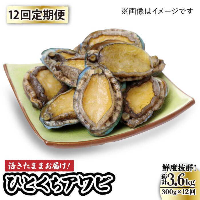 【ふるさと納税】【全12回定期便】【活きたままお届け！】 上五島産 養殖 ひとくち アワビ 厳選 300g【豊建設株式会社】 [RAE017]