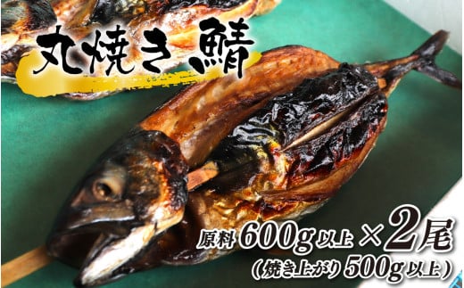 丸焼き鯖 原料600g以上(焼き上がり500g以上)×2本【配送不可地域：北海道・沖縄・離島】 小浜市 / 真魚源 [BFCJ005]